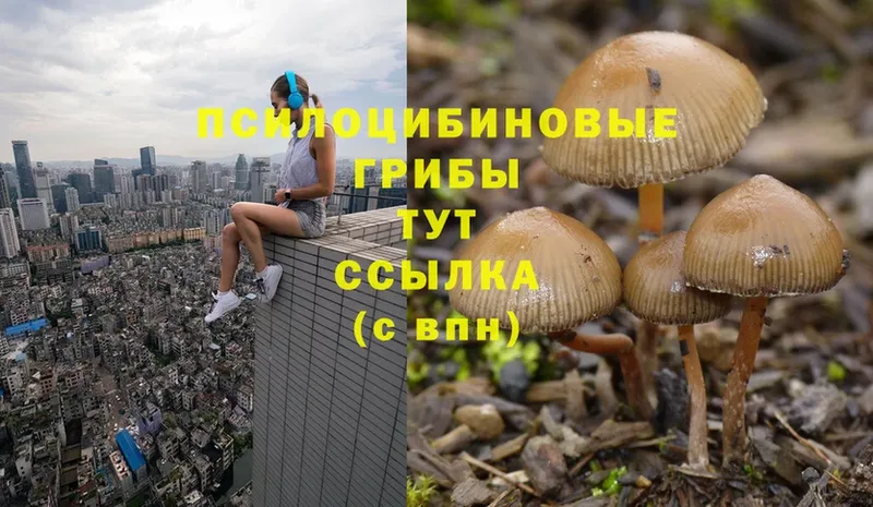 Псилоцибиновые грибы MAGIC MUSHROOMS  Юрьев-Польский 